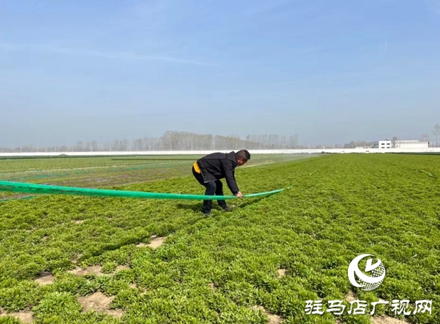 平輿縣：發(fā)展半枝蓮種植  助力中原藥谷建設(shè)
