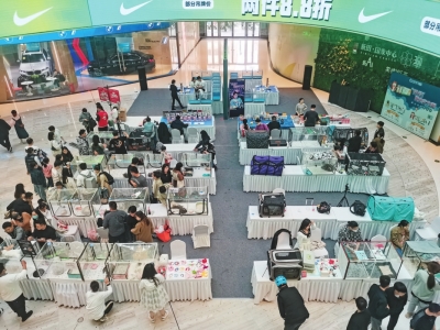 國內(nèi)首場趣味性世界名貓展在鄭州舉辦 觀眾與貓咪擦出愛的火花