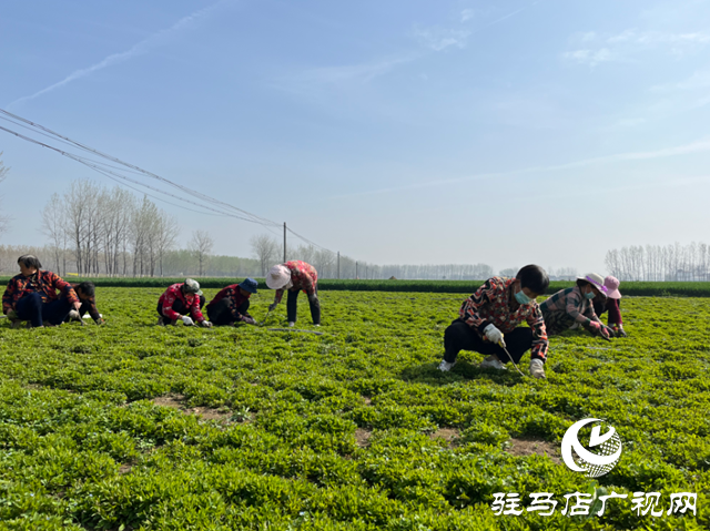 平輿縣：發(fā)展半枝蓮種植  助力中原藥谷建設(shè)