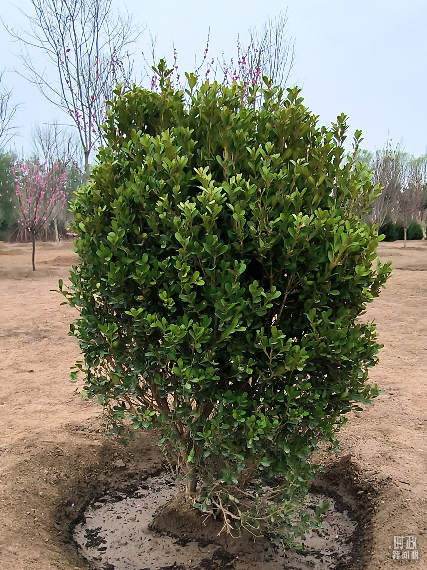 時(shí)政新聞眼丨在今年首都義務(wù)植樹現(xiàn)場，習(xí)近平這三句話飽含深意