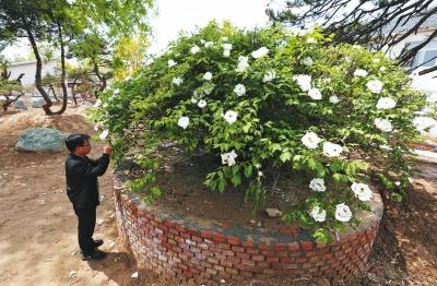 樹冠近6米、株高3米多…… 周口這幾株牡丹個頂個的美