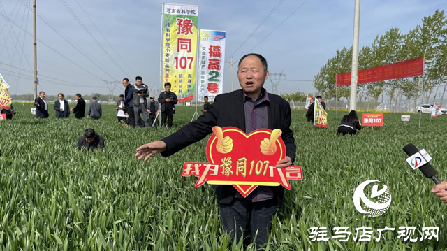 重磅！噸源種業(yè)再添強(qiáng)勢(shì)小麥品種，豫同107助農(nóng)增產(chǎn)豐收！