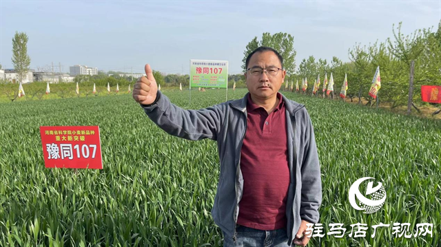 重磅！噸源種業(yè)再添強(qiáng)勢(shì)小麥品種，豫同107助農(nóng)增產(chǎn)豐收！