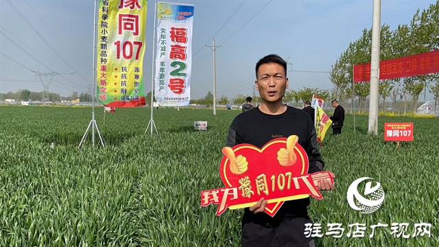 重磅！噸源種業(yè)再添強(qiáng)勢(shì)小麥品種，豫同107助農(nóng)增產(chǎn)豐收！