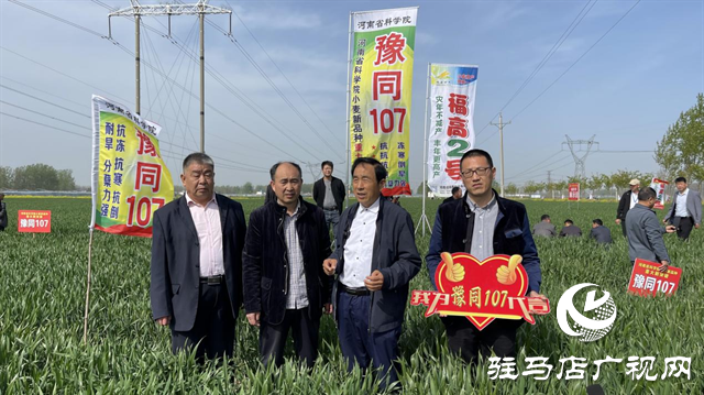 重磅！噸源種業(yè)再添強(qiáng)勢(shì)小麥品種，豫同107助農(nóng)增產(chǎn)豐收！