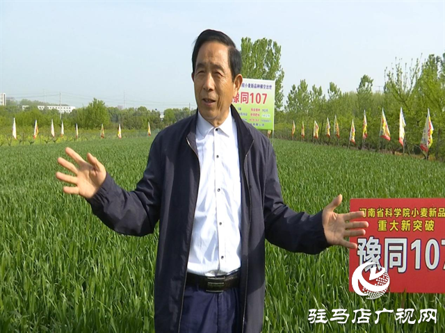重磅！噸源種業(yè)再添強(qiáng)勢(shì)小麥品種，豫同107助農(nóng)增產(chǎn)豐收！