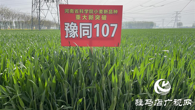 重磅！噸源種業(yè)再添強(qiáng)勢(shì)小麥品種，豫同107助農(nóng)增產(chǎn)豐收！