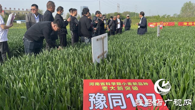 重磅！噸源種業(yè)再添強(qiáng)勢(shì)小麥品種，豫同107助農(nóng)增產(chǎn)豐收！