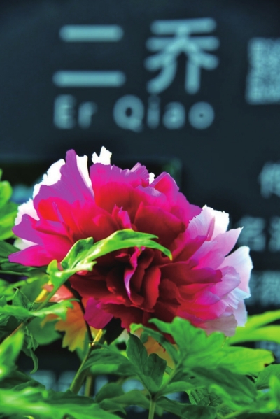 四月，來洛陽看牡丹 須是牡丹花盛發(fā) 滿城方始醉無涯