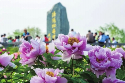 四月，來洛陽看牡丹 須是牡丹花盛發(fā) 滿城方始醉無涯