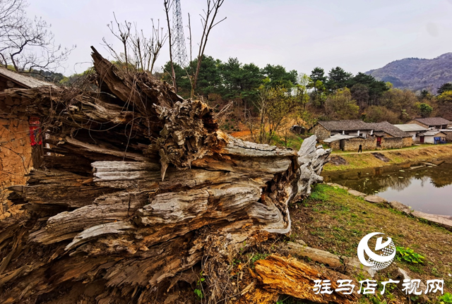 “走進蓮塘古村落 與歷史悠然邂逅” ——駐馬店市青年攝影家協(xié)會開展攝影采風活動