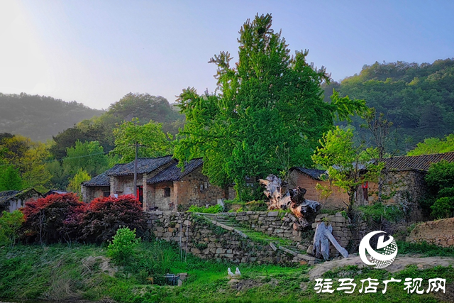 “走進蓮塘古村落 與歷史悠然邂逅” ——駐馬店市青年攝影家協(xié)會開展攝影采風活動