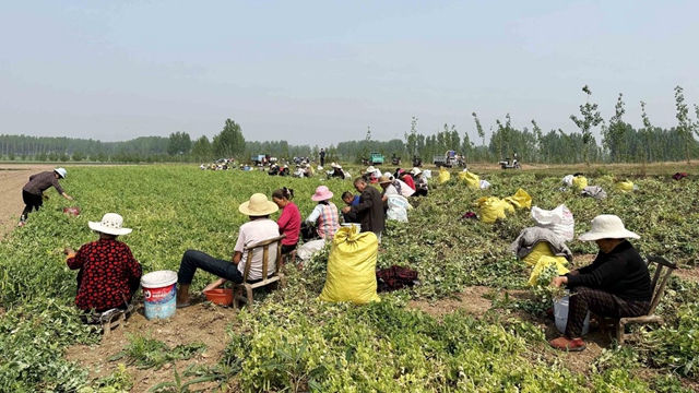 河南泌陽：種植豌豆擴寬致富路