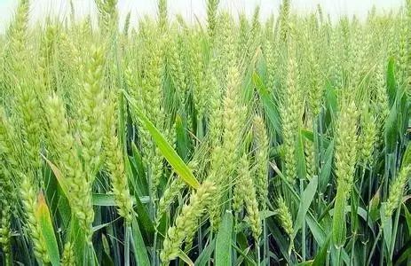 小麥穗期赤霉病和蚜蟲等呈重發(fā)態(tài)勢