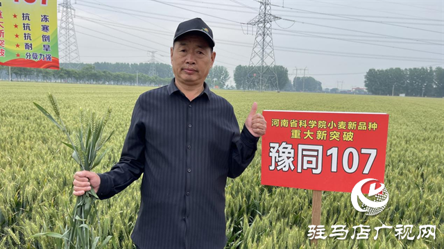 引領(lǐng)小麥新方向！噸源種業(yè)2023年豫同107觀摩會(huì)隆重召開