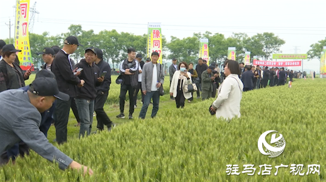 引領(lǐng)小麥新方向！噸源種業(yè)2023年豫同107觀摩會(huì)隆重召開
