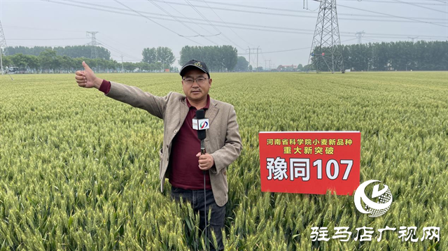 引領(lǐng)小麥新方向！噸源種業(yè)2023年豫同107觀摩會(huì)隆重召開