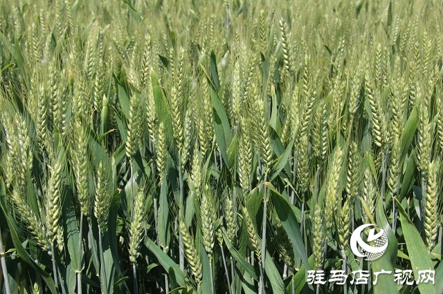 “浚麥8105”一枝獨秀 表現(xiàn)搶眼