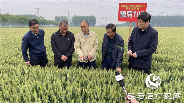 引領(lǐng)小麥新方向！噸源種業(yè)2023年豫同107觀摩會隆重召開