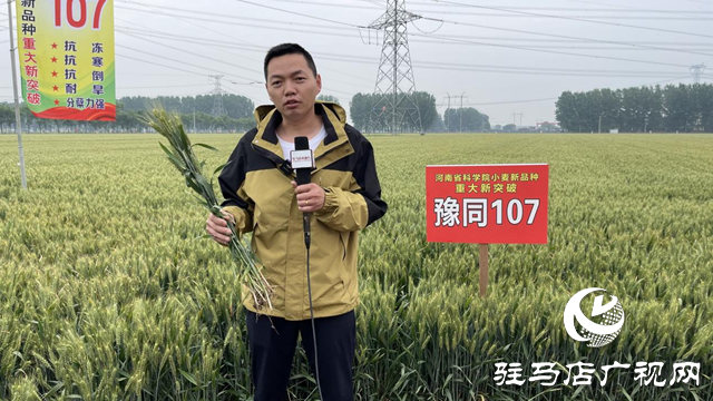 引領(lǐng)小麥新方向！噸源種業(yè)2023年豫同107觀摩會(huì)隆重召開