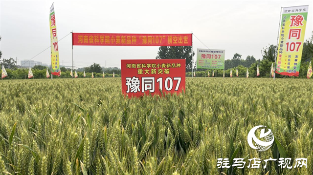 引領(lǐng)小麥新方向！噸源種業(yè)2023年豫同107觀摩會(huì)隆重召開