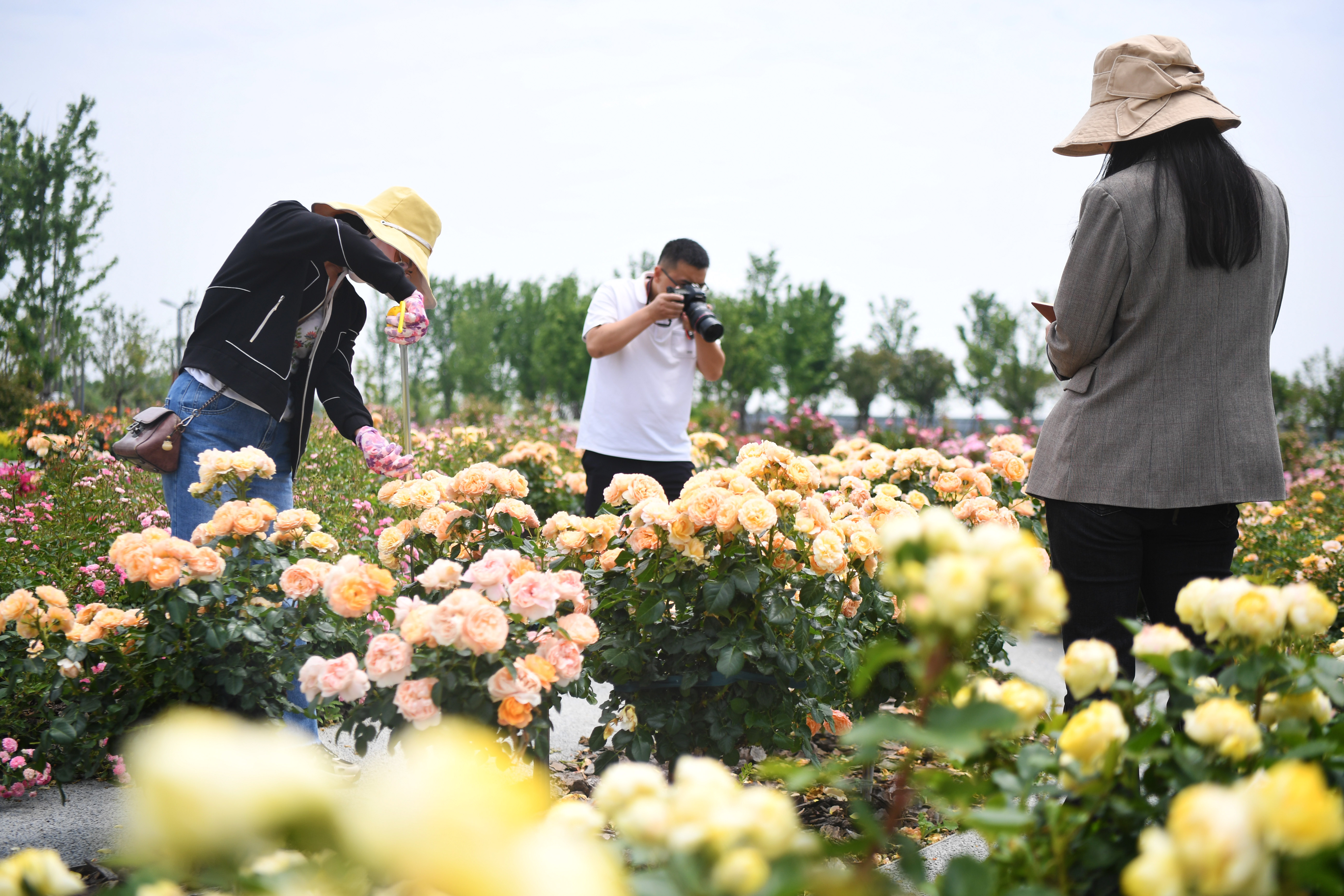 花千樹 香滿路：歷史名城南陽的“綠色”躍升