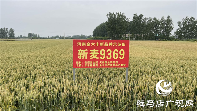 重磅！小麥新品種“新麥9369”落戶河南金六豐種業(yè)