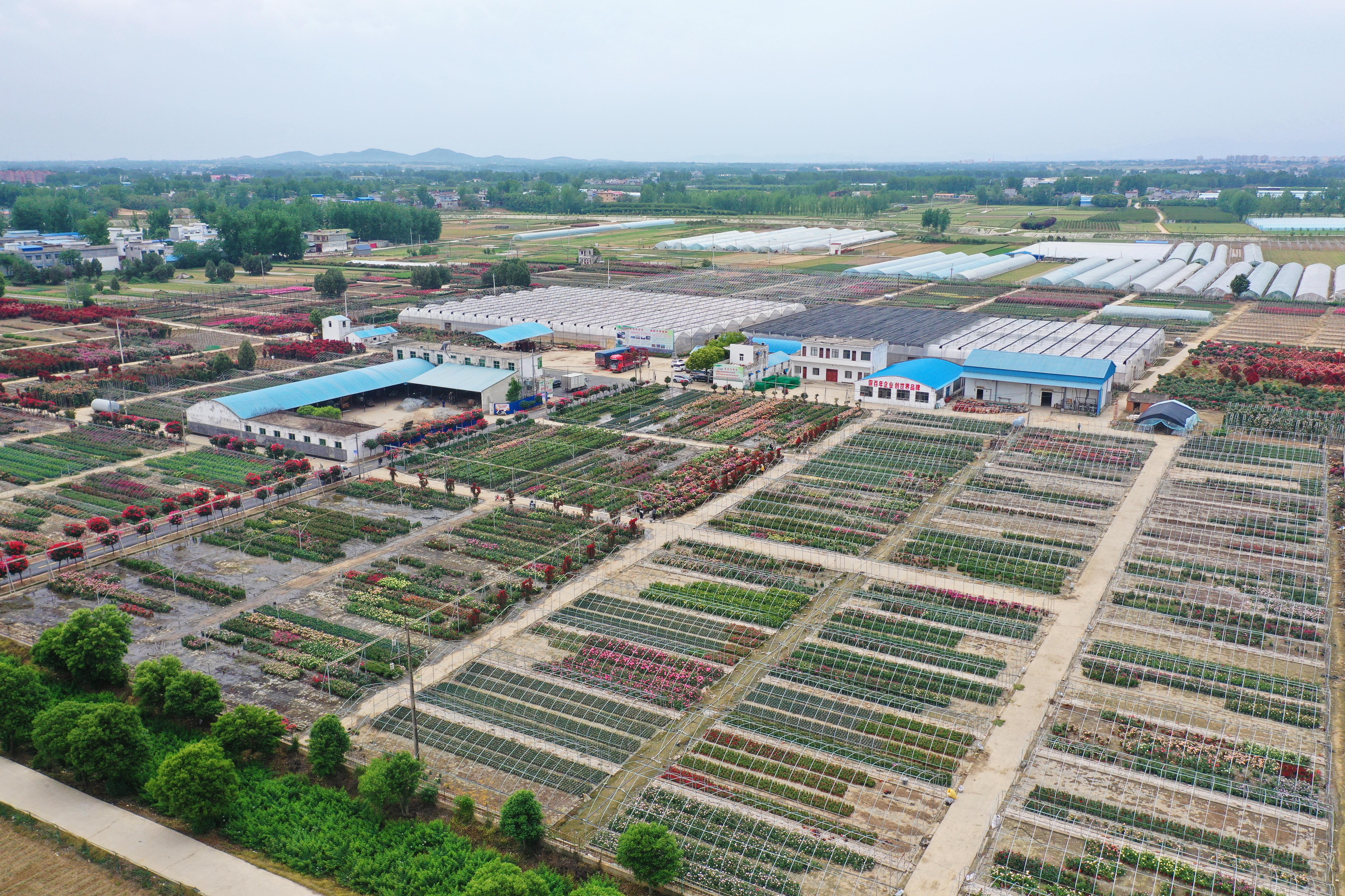 花千樹 香滿路：歷史名城南陽的“綠色”躍升