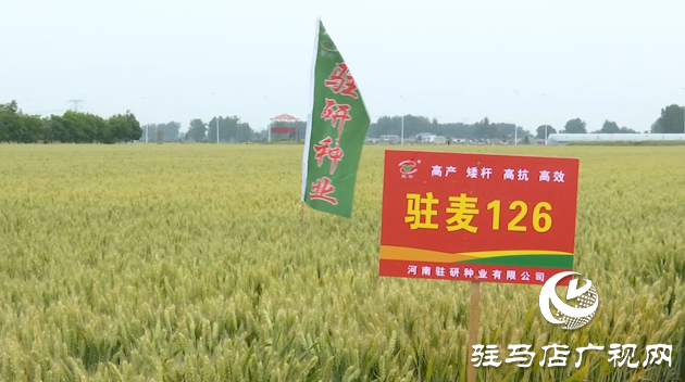 【喜訊】熱烈祝賀河南駐研種業(yè)小麥新品種“駐麥126”通過國審！
