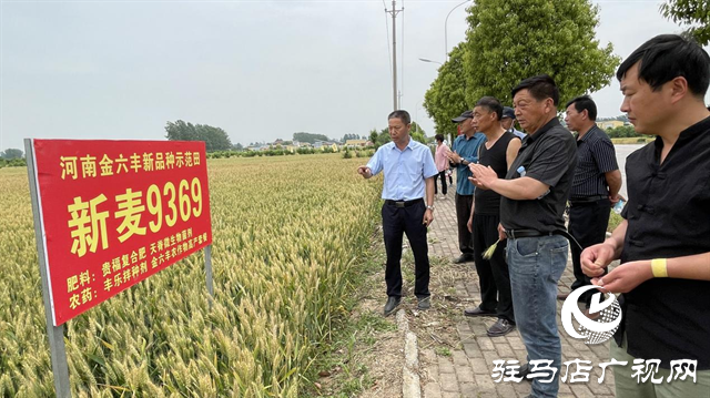 重磅！小麥新品種“新麥9369”落戶河南金六豐種業(yè)