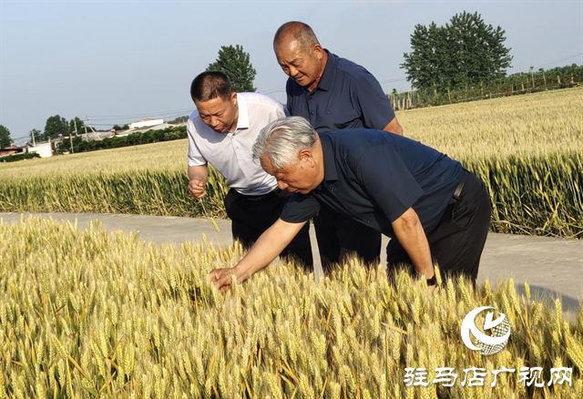 河南農(nóng)業(yè)大學教授郭天財?shù)胶幽辖鹆S小麥示范基地調(diào)研指導