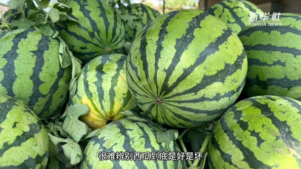 “95后”驗瓜師朱招招：讓家鄉(xiāng)農(nóng)產(chǎn)品走向全國
