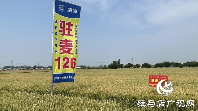 駐研種業(yè)捷報頻傳：駐麥126、駐麥156、駐研198相繼通過審定