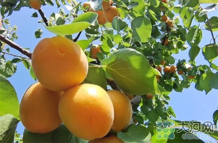 “杏”好遇見(jiàn)你！河南寶豐：念好“果”字經(jīng) 廣栽“搖錢樹”