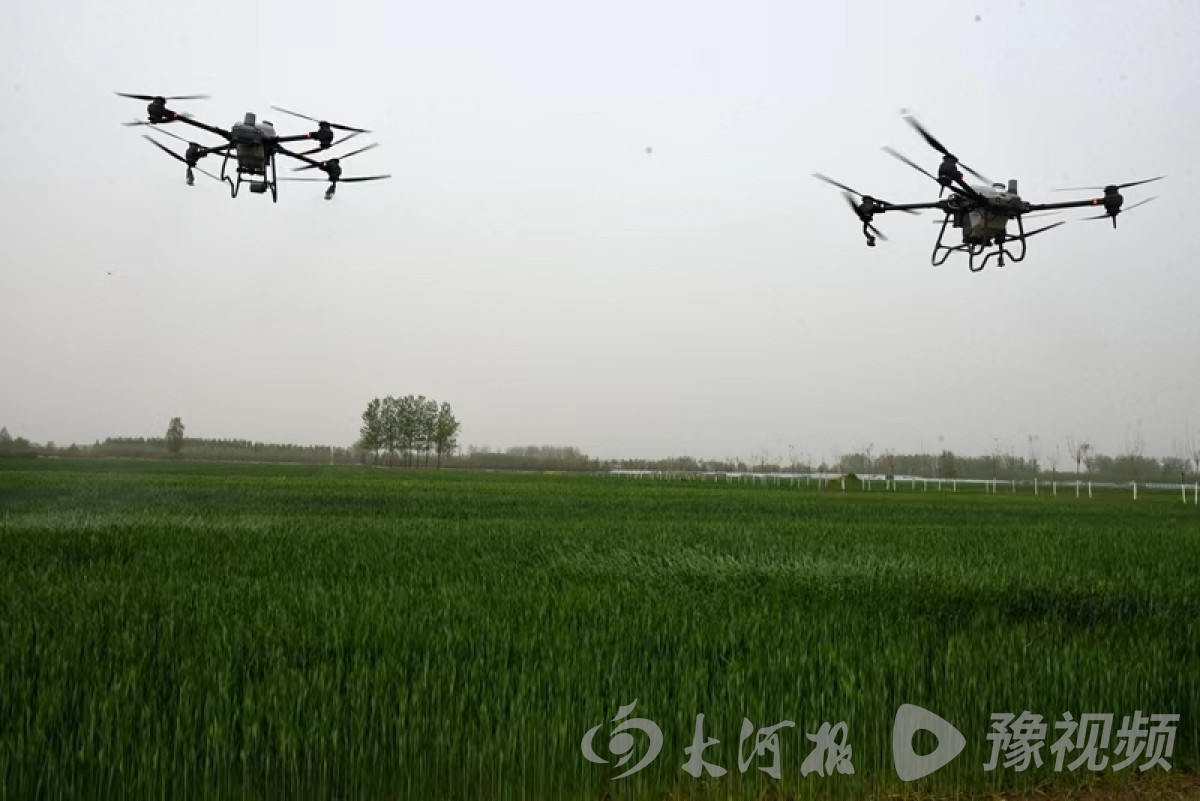 汝南縣：強(qiáng)化服務(wù)監(jiān)督 高質(zhì)量做好小麥重大病蟲(chóng)害防治