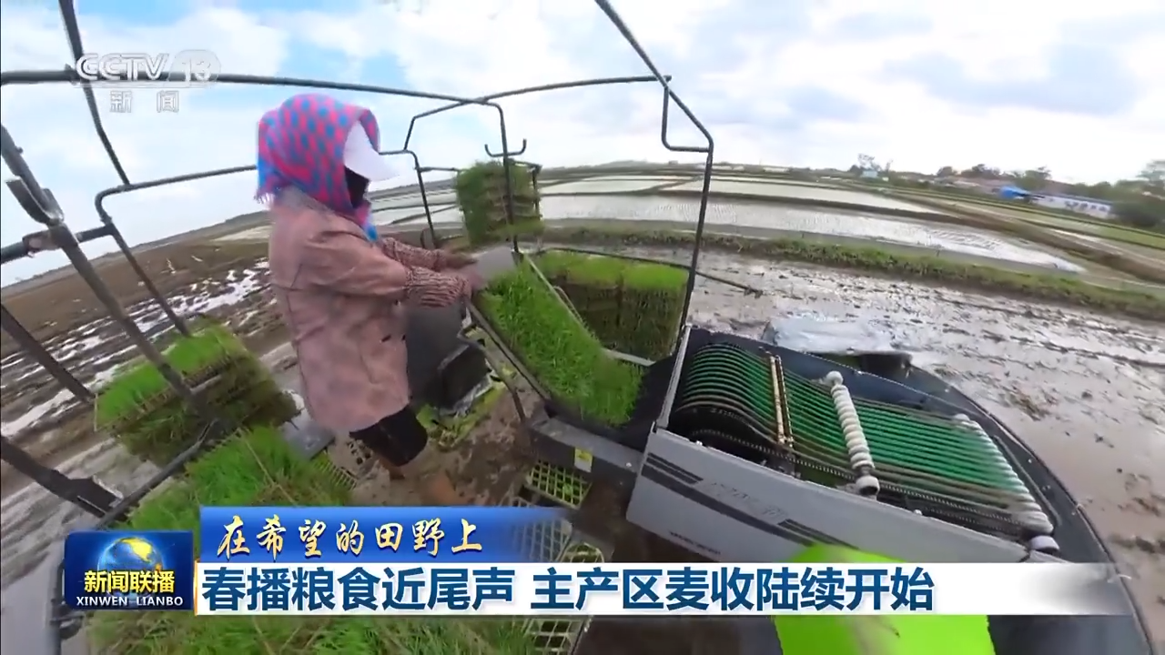 8.1億畝！全國春播糧食進度約90% 5月底冬小麥將大面積收獲
