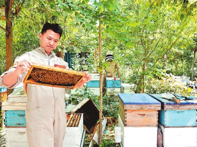 “蜜蜂哥”和他的甜蜜事業(yè)