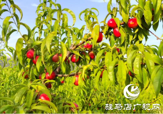 泌陽：聚力林果經(jīng)濟打造鄉(xiāng)村振興新“洼地”