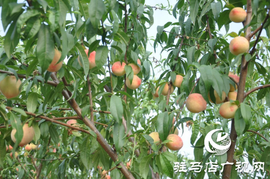 泌陽：聚力林果經(jīng)濟打造鄉(xiāng)村振興新“洼地”