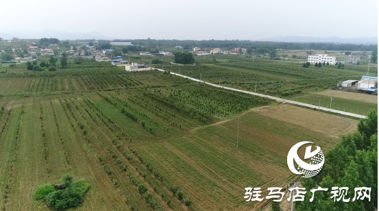 泌陽：聚力林果經(jīng)濟打造鄉(xiāng)村振興新“洼地”