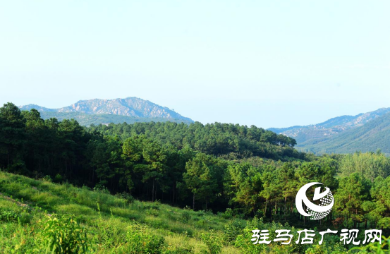 泌陽：聚力林果經(jīng)濟打造鄉(xiāng)村振興新“洼地”