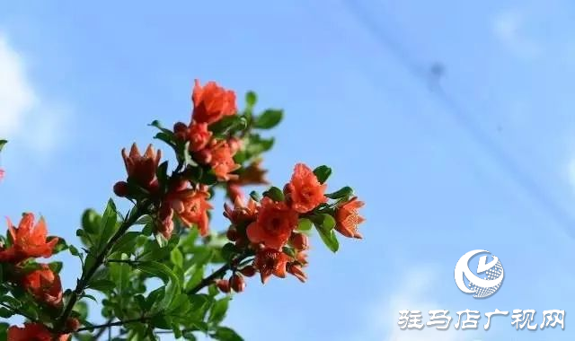 六月的泌陽，美出圈了！
