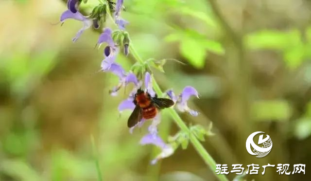 六月的泌陽，美出圈了！