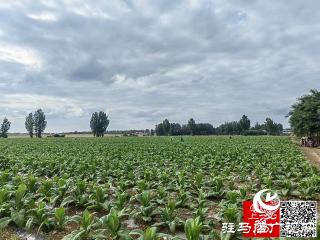 泌陽縣泰山廟鎮(zhèn)：碧葉肥煙波逐浪 產(chǎn)業(yè)興助農增收