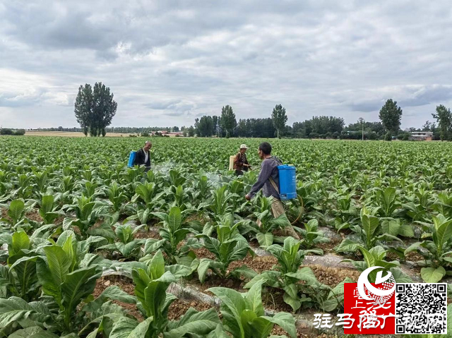 泌陽縣泰山廟鎮(zhèn)：碧葉肥煙波逐浪 產(chǎn)業(yè)興助農增收