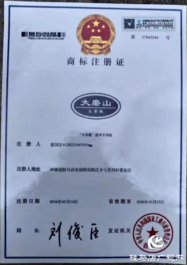 泌陽大磨山“野生大青桃”即將成熟！歡迎采摘！