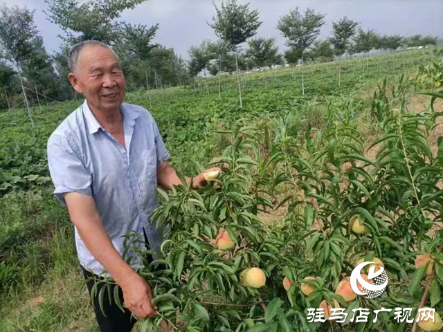 泌陽大磨山“野生大青桃”即將成熟！歡迎采摘！