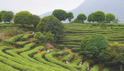 廣西昭平發(fā)展茶葉規(guī)模種植、提升科技含量、推動茶旅融合 一片葉子帶富一方百姓