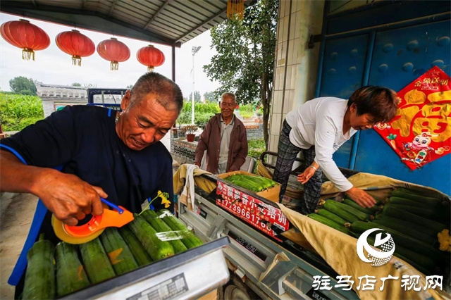 駐馬店市驛城區(qū)：絲瓜經(jīng)濟(jì)好“錢景”