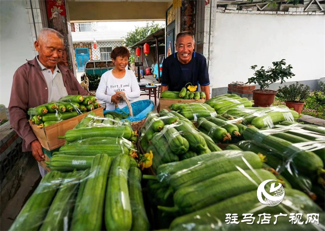 駐馬店市驛城區(qū)：絲瓜經(jīng)濟(jì)好“錢景”